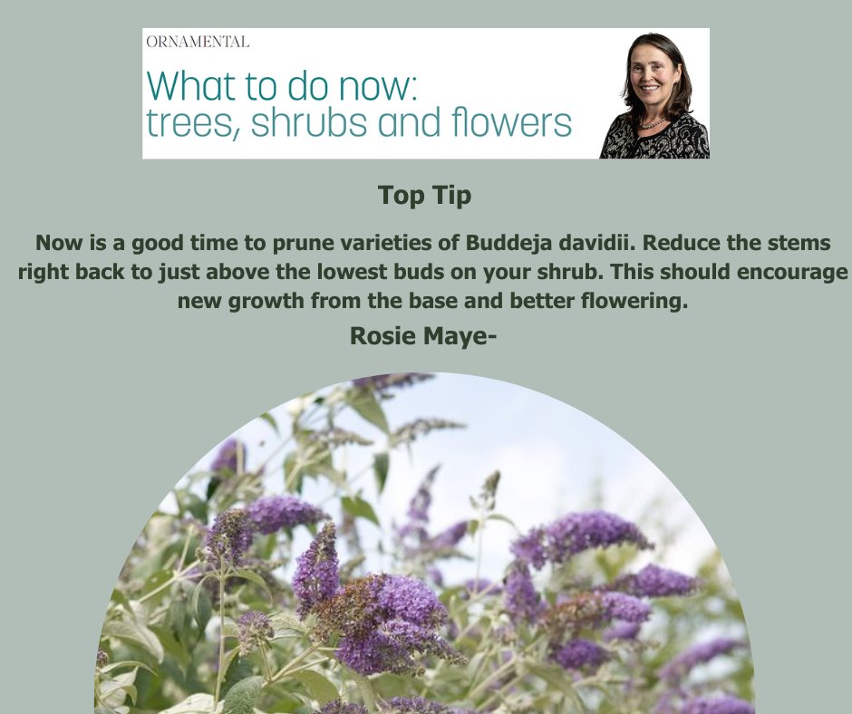 In her latest column, Rosie Maye tells us about hard-pruning roses now, taking care of the lawn at this time of year, how to grow pittosporum shrubs and using your Christmas tree branches for frost protection. Pick up the latest edition for more top tips- eu1.hubs.ly/H074P6y0