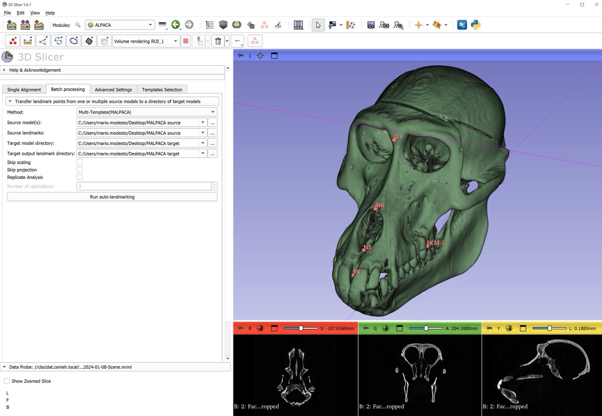 Tied2Teeth's tweet image. Having #1000baboons scans hosted at @LoyolaChicago is a challenge.Placing landmarks over all of them is time consuming. But we are testing ALPACA and MALPACA modules from @SlicerMorph in @3DSlicerApp to automate the process! Results soon! @cenieh_icts @erc_research @chi_polydata