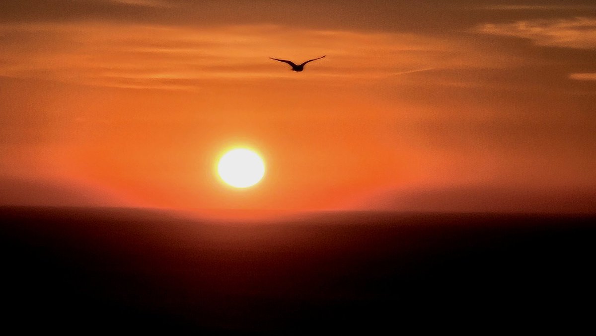 Tyke1912's tweet photo. Sometimes you just point the camera out of the bedroom window and get lucky. I think this seagull was doing laps.. https://t.co/o3jrj6CEAL