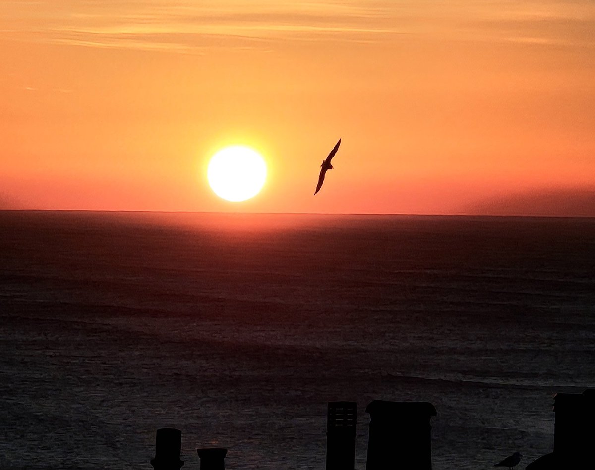 Sometimes you just point the camera out of the bedroom window and get lucky. I think this seagull was doing laps..