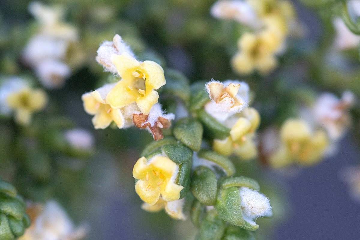 🌿 La boalaga (Thymelaea hirsuta) es un arbusto perenne que crece en zonas mediterráneas. 🌼

• En los #JardinesDeAlmería🏰🌴 puedes encontrarla en algunas de nuestras zonas verdes. Antiguamente sus ramas se usaban como escoba porque son ramas son muy resistentes.✅

<a href="/aytoalm/">Ayuntamiento de Almería</a>