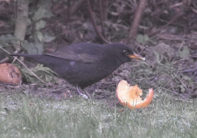 Hungry #birds #winterwatch2024 ⁦@Natures_Voice⁩