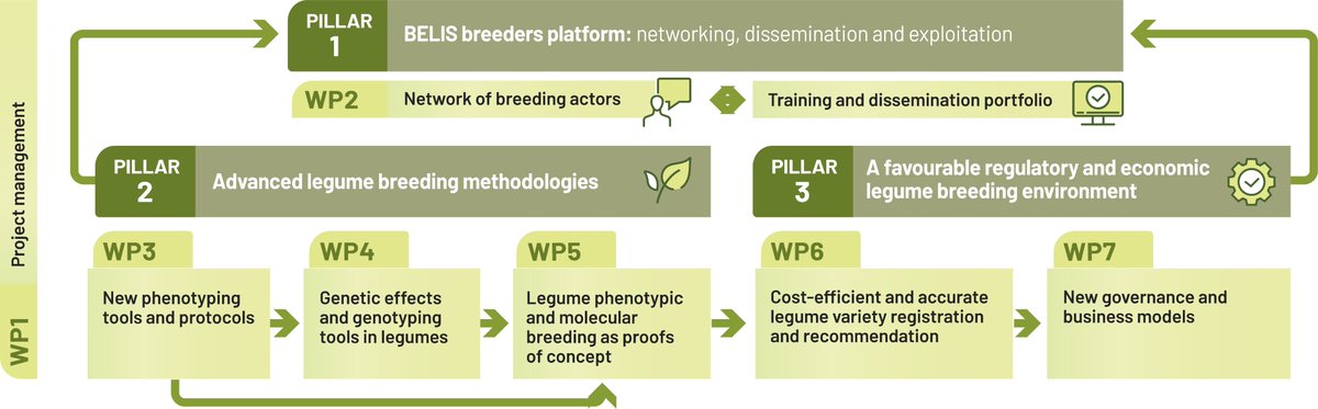 Interested in knowing the structure of our @HorizonEU legume breeding project? Visit the @BELIS_EU website and find out what our Work Packages and Tasks consist of!! 👇👇👇 belisproject.eu/work-packages/ 🌱🇪🇺 #breeding #innovation #sustainability