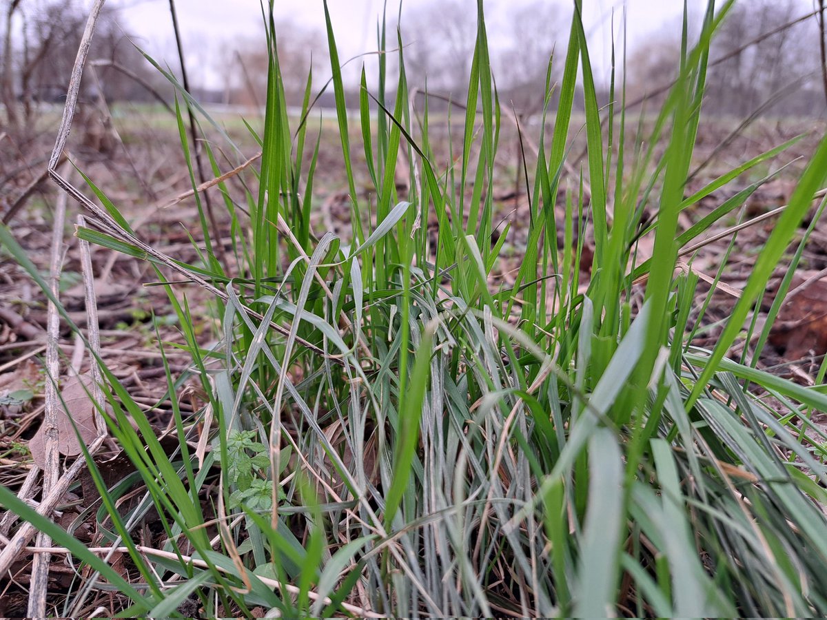 Deze pol staat wat in de luwte en kan zo te zien niet wachten om te starten... heerlijke energie 🌾