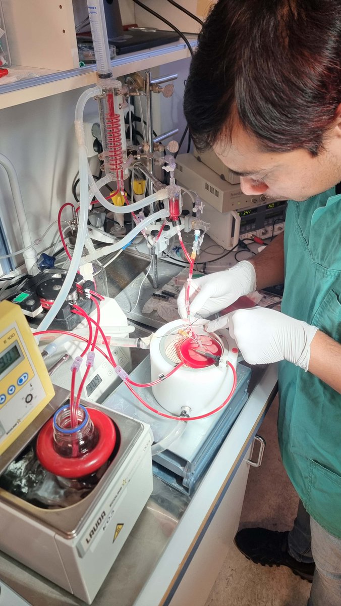 How can we test if livers are suitable for transplantation, experimental perfusion in the lab