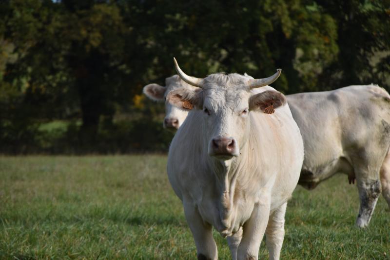 Le refus catégorique du Sénat dlvr.it/T1b9kM