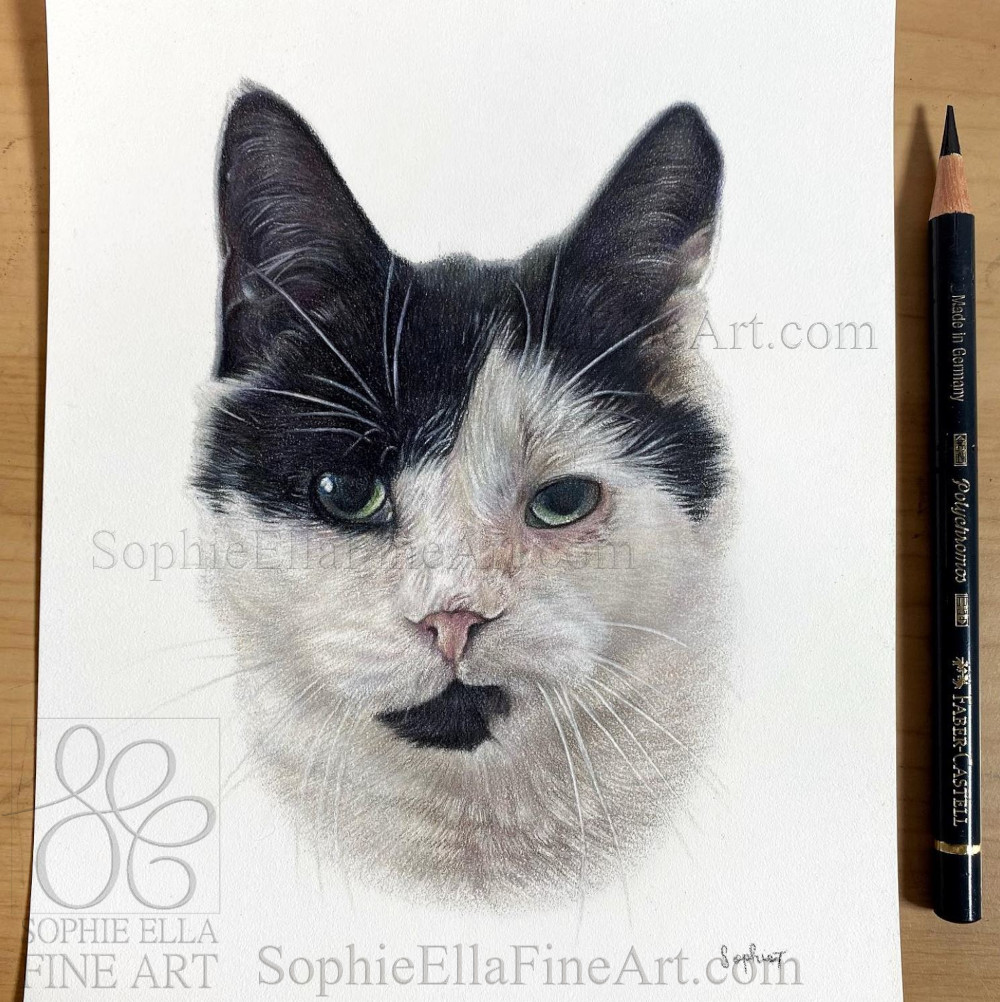 This is Atlas, another Christmas commission I can now share. Sadly, he passed away not long ago so I hope this portrait is of some comfort to his family ♥️🌈 #petportraits #giftidea #christmasgift #catportrait sophieEllaFineArt.com