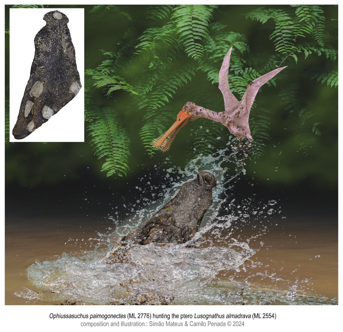 It is a pleasure to announce for this #FossilFriday that we have a new friend in the paleocommunity, 𝙊𝙥𝙝𝙞𝙪𝙨𝙨𝙖𝙨𝙪𝙘𝙝𝙪𝙨 𝙥𝙖𝙞𝙢𝙤𝙜𝙤𝙣𝙚𝙘𝙩𝙚𝙨, a new goniopholidid crocodylomorph from the Jurassic of Portugal.