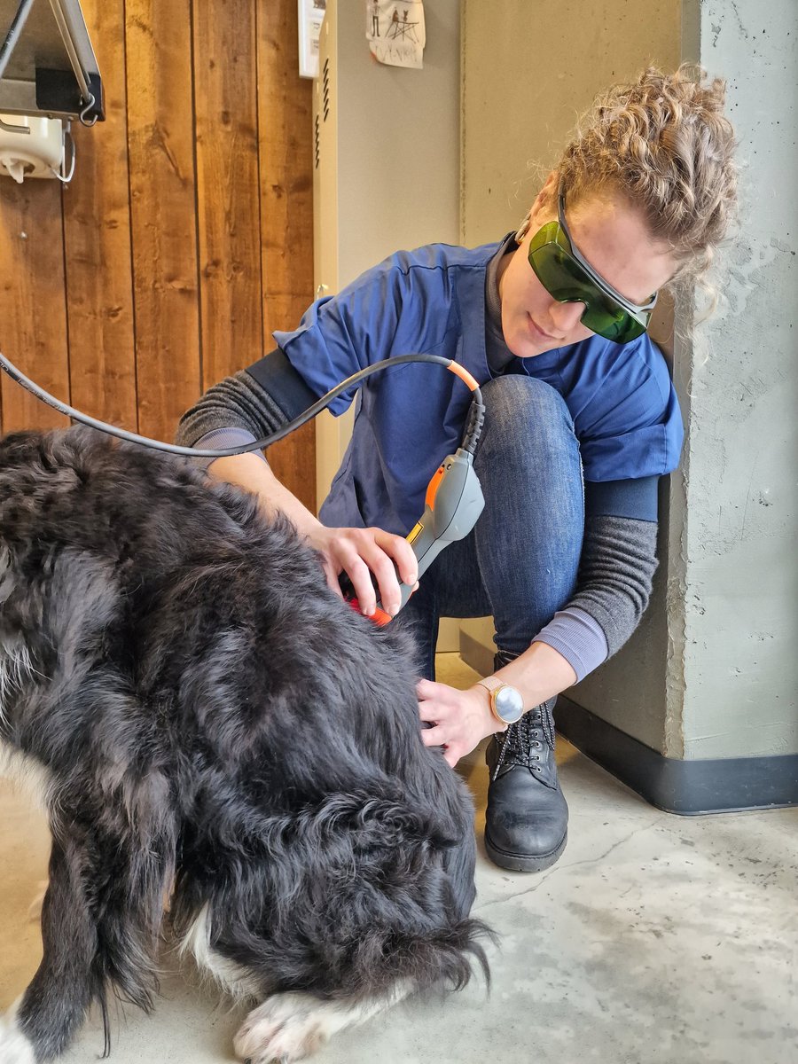 MARKdierenarts tweet media