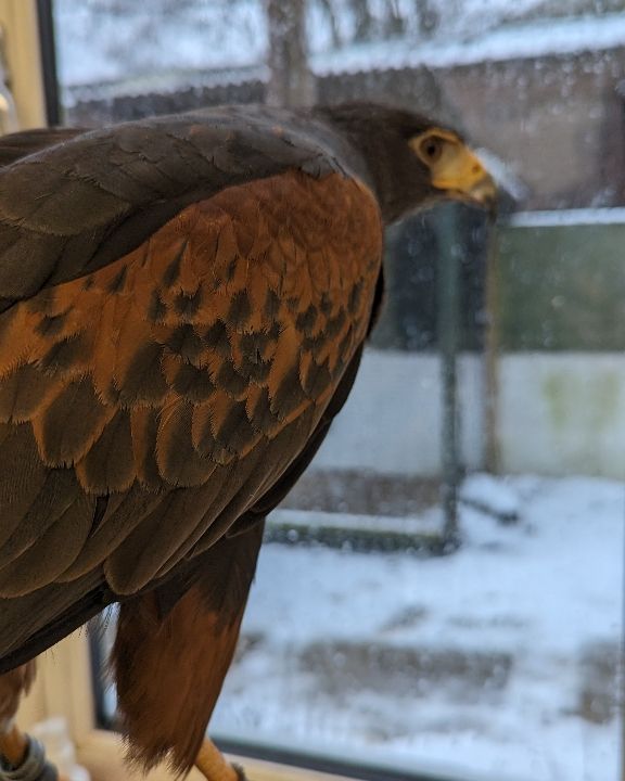 Oslo looking outside at MORE snow falling ❄️🌨️🌨️❄️