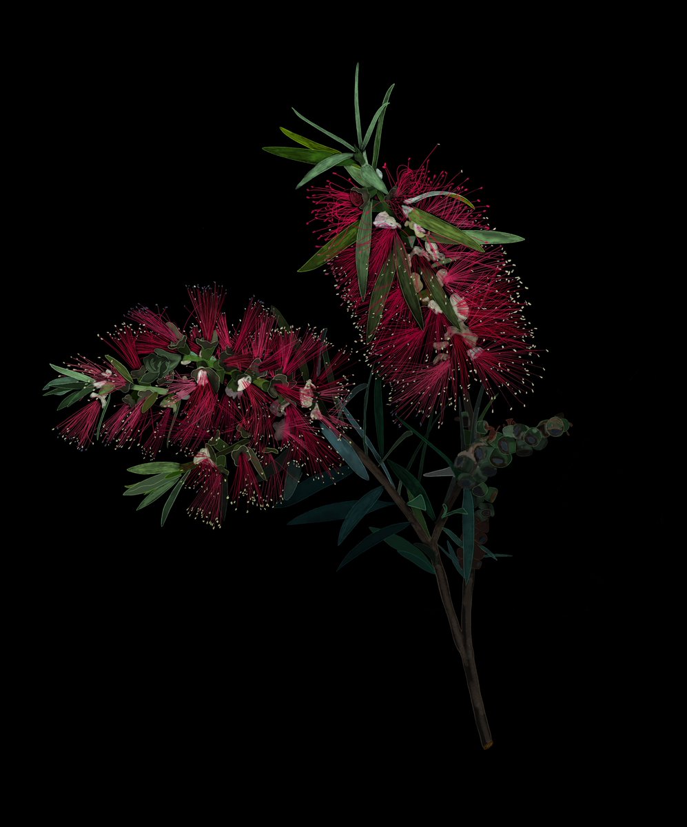 gm

Callistemon viminalis

A digital botanical illustration of a Callistemon viminalis in flower. Hand drawn in Krita from a tree in my own yard.

6 left
5 tez

#flowersonfriday #botanicalillustration 🔗👇