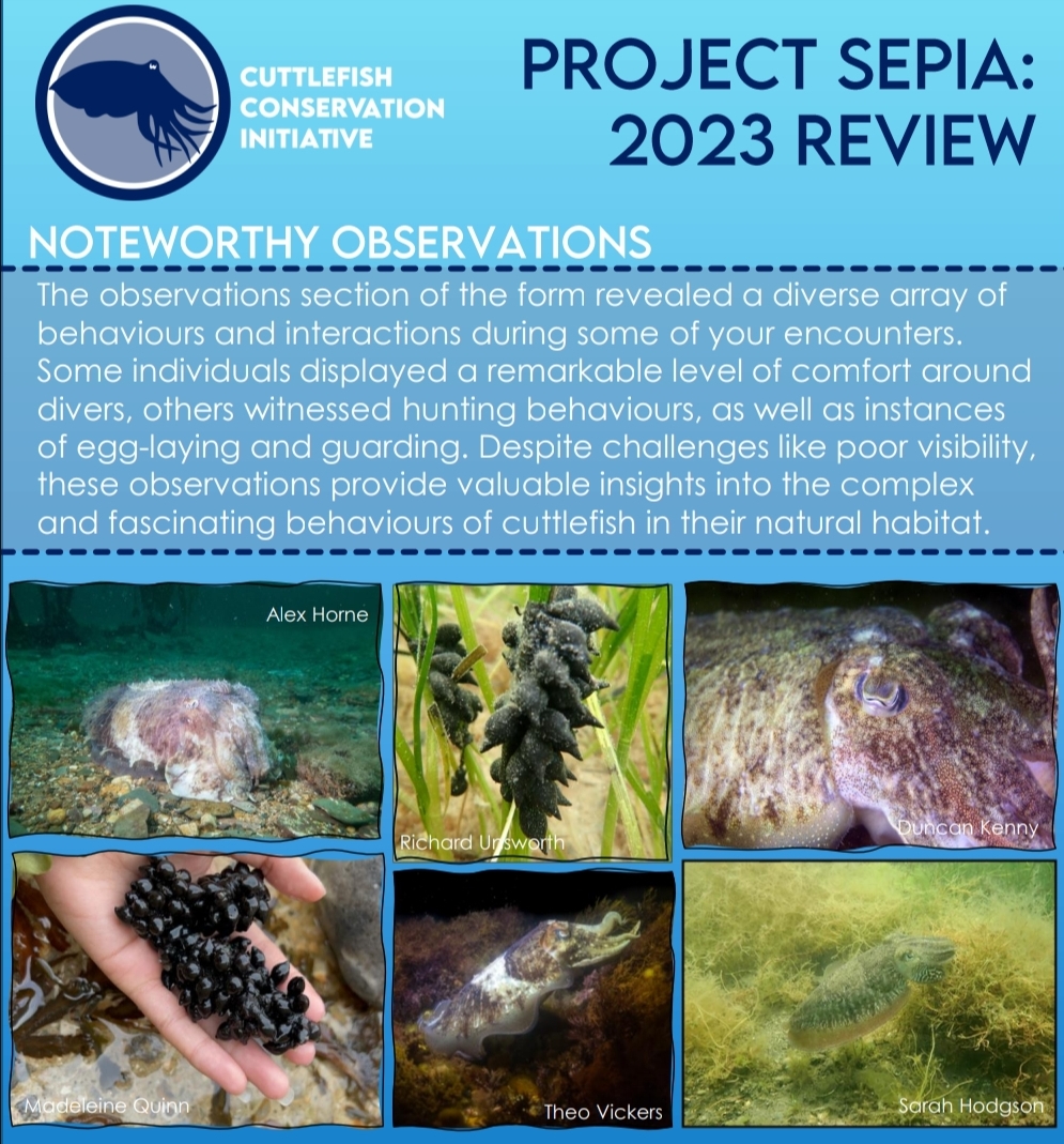 cuttle_cons's tweet image. For #ProjectSepia, you can describe observed cuttlefish behaviours and upload photos of your sightings. Here is an overview of the behaviours recorded and a selection of your photos from 2023! To get your photo featured, submit your sightings data here: bit.ly/ProjectSepia