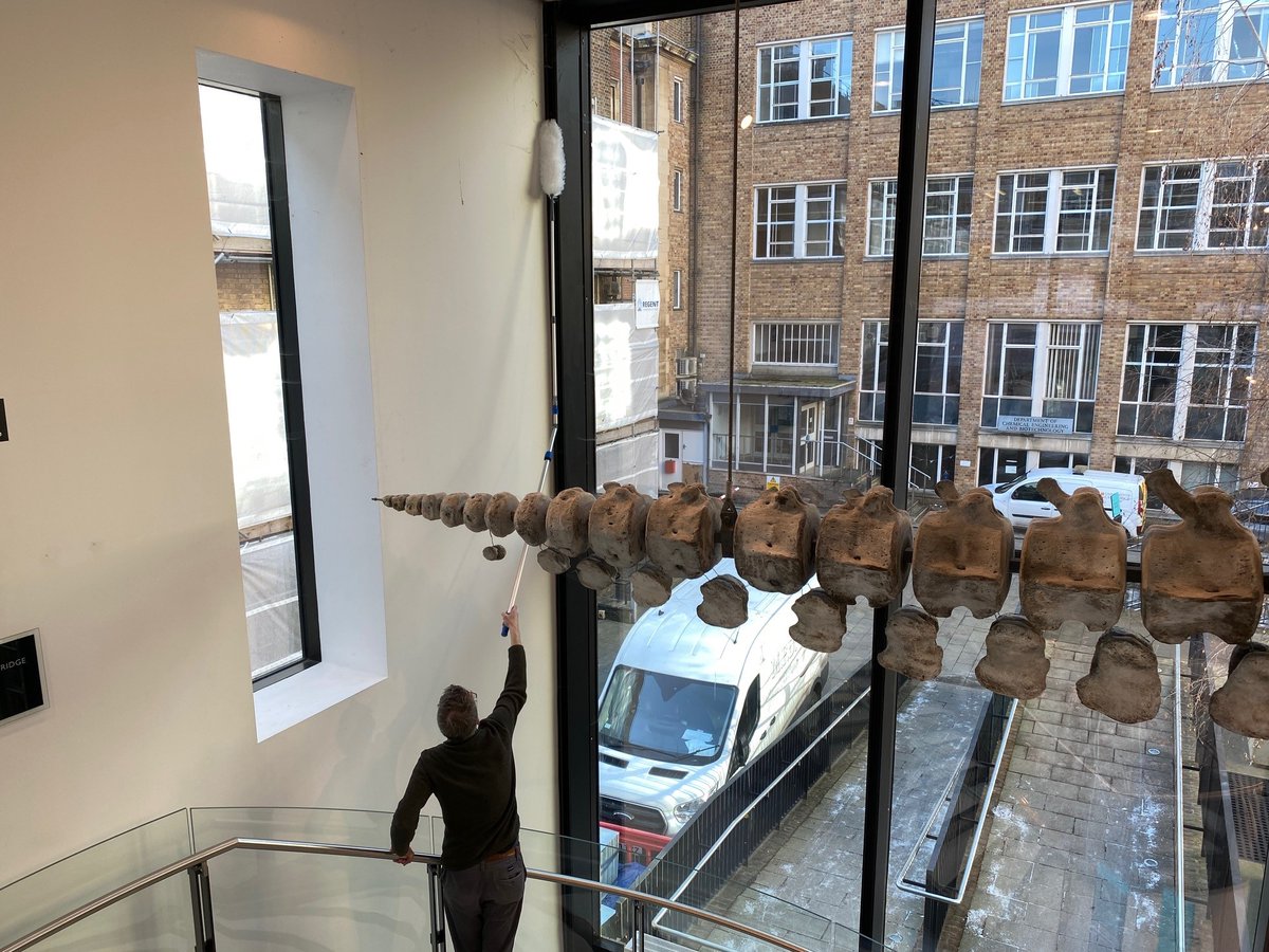 📢We're back open this weekend Sat 20/Sun 21 Jan 🐳 & then closed Mon 22/Tues 23 Jan. From Wed 24 Jan we are back to our nomal opening hours. Phew! Sorry about the closure days, our skeletons & Whale Hall needed a good clean (& some of it was hard to reach😉). @CamUnivMuseums