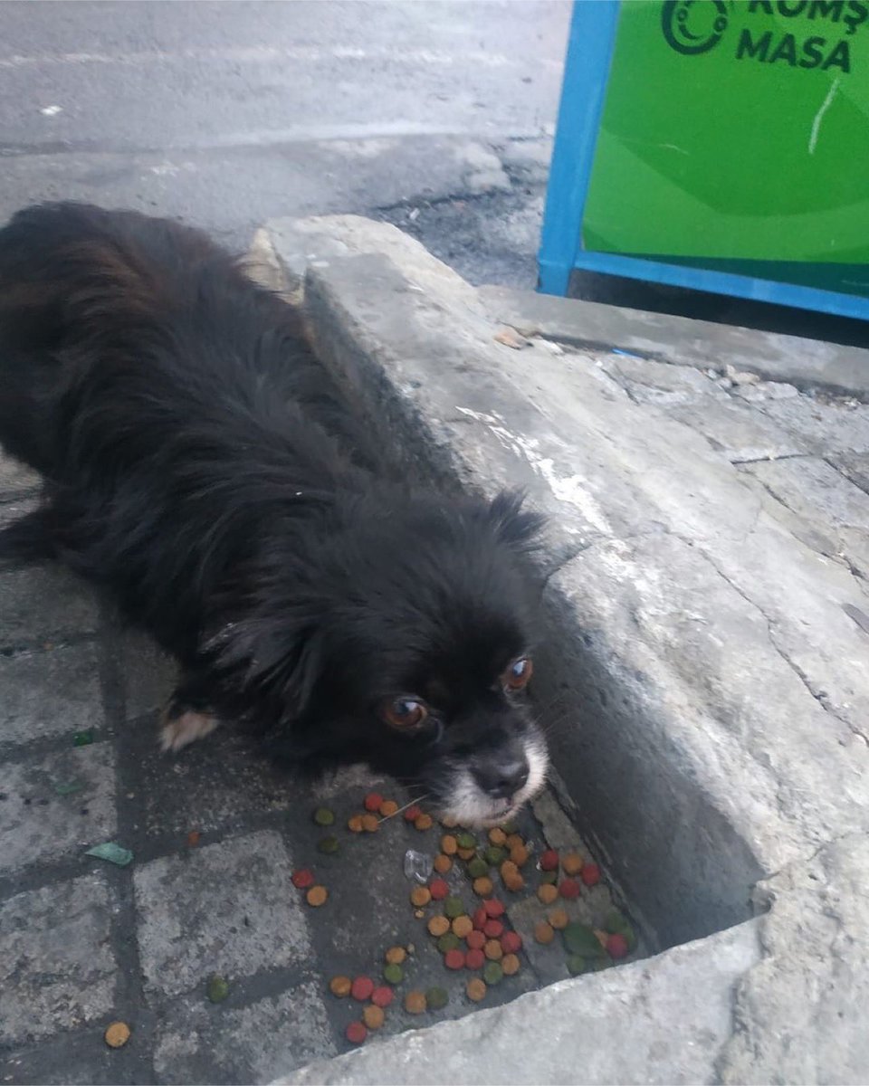Şişli Halil Rıfat Paşa Lisesi Önünde kedi kadar Pekinez kırması Gigi cinsi Korumaya alacak geçici kalıcı yuva aranıyor.Kayıp da olabilir.
Öğrenci korumaya alamadı maalesef ama o civarlarda dolanıryor. #istanbul 

İnstagram @patiliyasam_arzu

#SokakHayvanlarıSahipsizDeğil