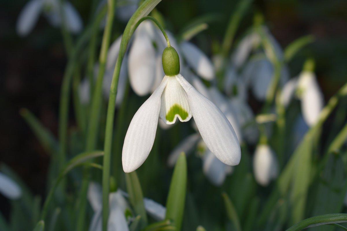 More #seasonal #plant picks bringing #winter cheer this week @CUBotanicGarden: Lonicera elisae, Cornus officinalis & Galanthus 'Magnet'. Much more to seek out if you're planning a visit this #weekend.