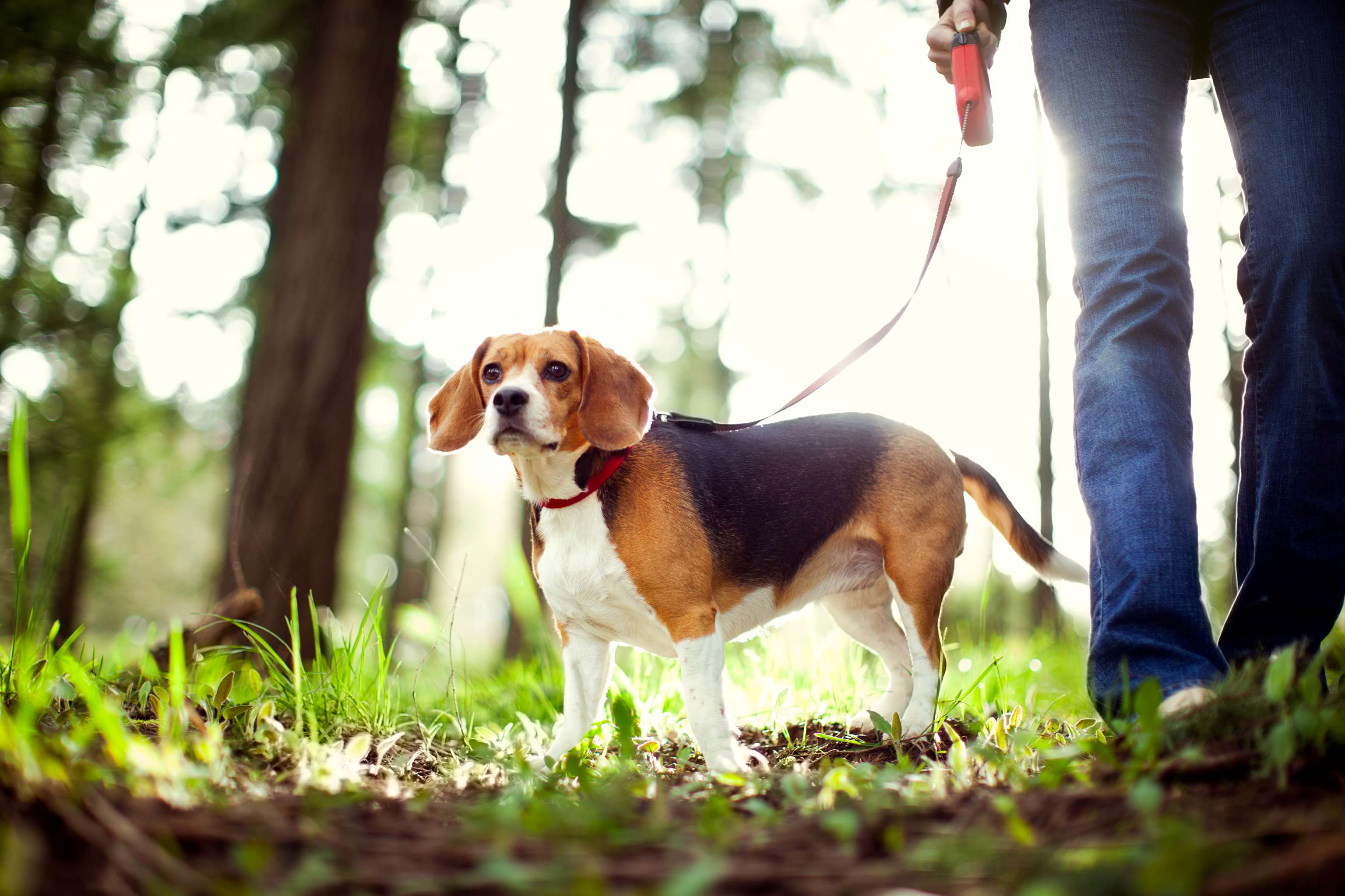 Beagle wellies cheap