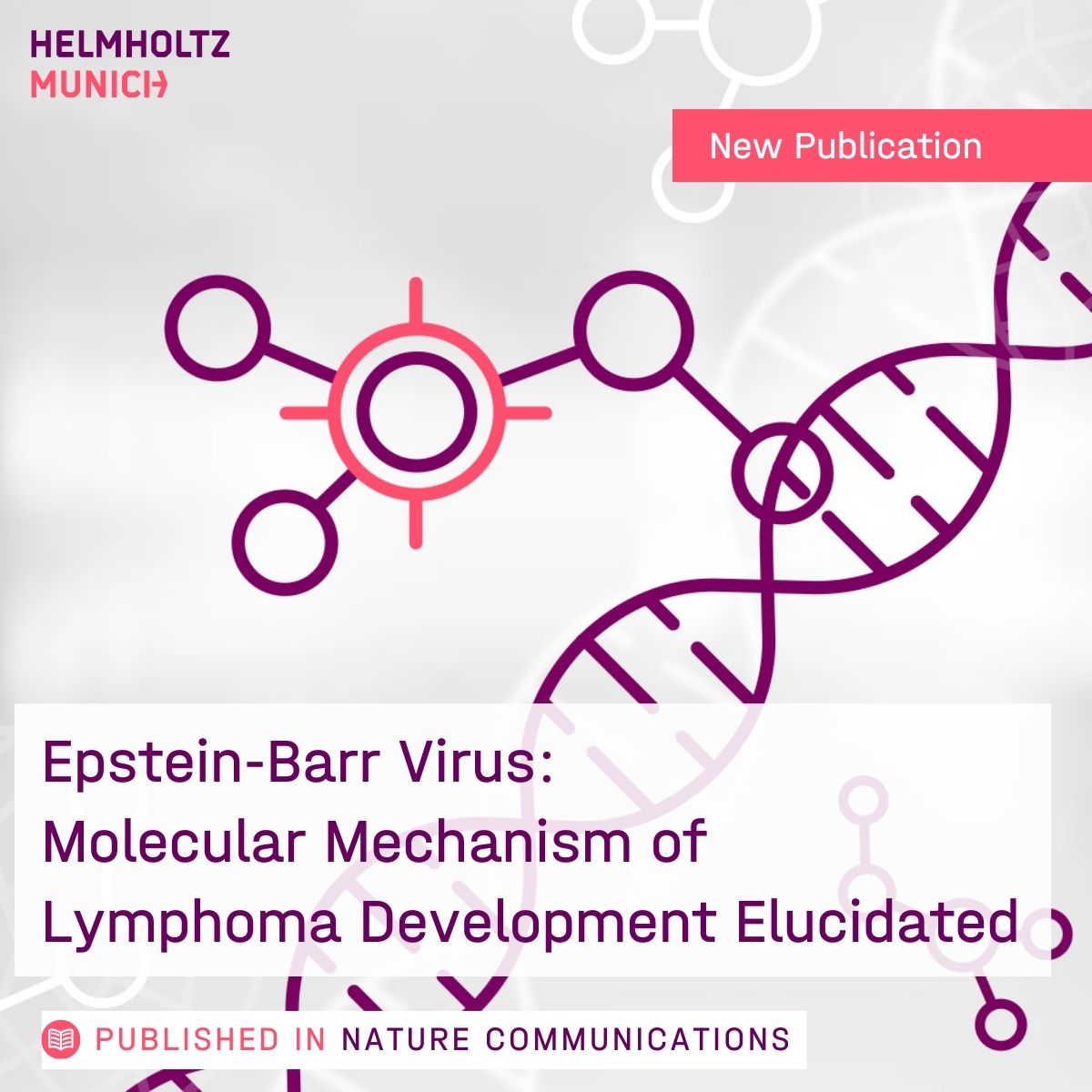 HelmholtzMunich's tweet photo. 📝A team around Arnd Kieser identified in a new @NatureComms study the complex of the #EBV #oncoprotein LMP1 and cellular TRAF6 as a critical virus-host interface for #lymphomasurvival.
A milestone towards anti-EBV #therapy.
👉 https://t.co/vhcxlDWmT6 https://t.co/yTRhti57Cx