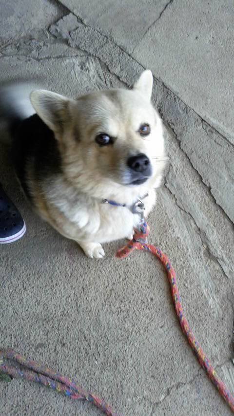 18年間家で飼っておりました犬が迷子になりました。
大分県日田市高塚方面の方見かけたらご連絡よろしくお願い致します。
17日の12時頃に行方が分からなくなり
現在も見つかっておりません。

迷子犬を見かけた方、警察署又は保健所の方にご連絡よろしくお願い致します。
#迷子犬
#玖珠
#日田
#高塚