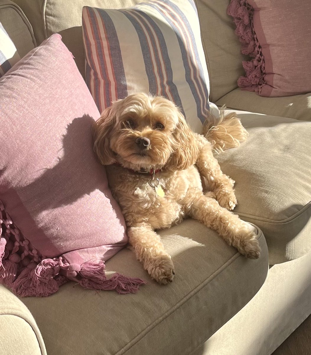 TheHoneyTails's tweet photo. I’m feeling very Friday and very, very sunshiney 😊
#HapptWeekend https://t.co/1iIsFF19dH