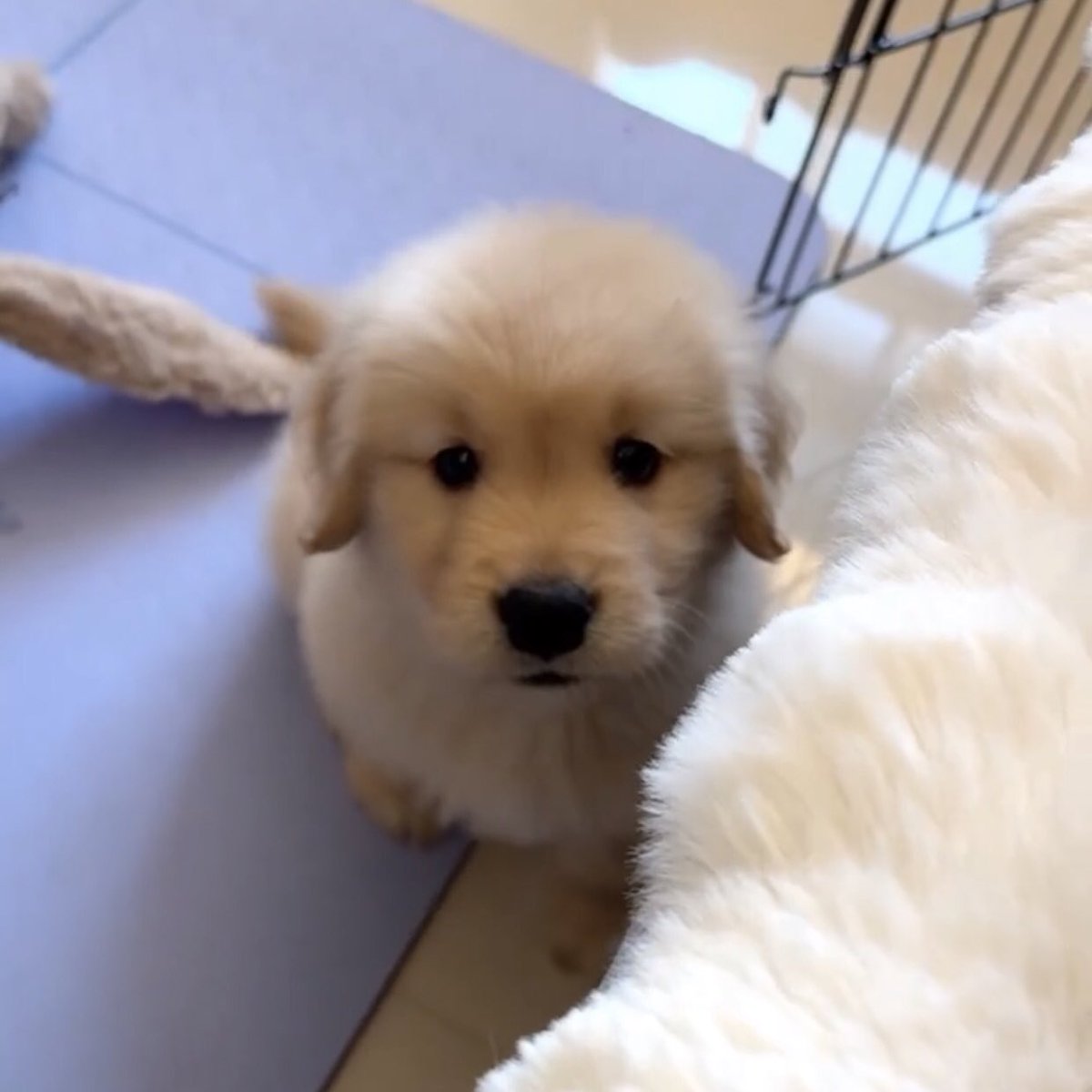 ดีกันนะบิบิ๋ เค้าผิดเอง (ไม่จิง เทอนั่นแหระผิด)