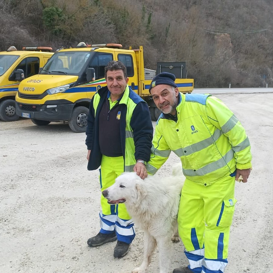 StradeAnas's tweet photo. 💛🐶 I cantonieri #Anas hanno rinvenuto, lungo la #SS685, un cane che vagava solitario e hanno allertato i Carabinieri Forestali che hanno confermato che il cane si era perso e il proprietario lo stava cercando da diversi giorni.

#amamiebasta @LNDC_NAZIONALE https://t.co/WZwM9fvswb