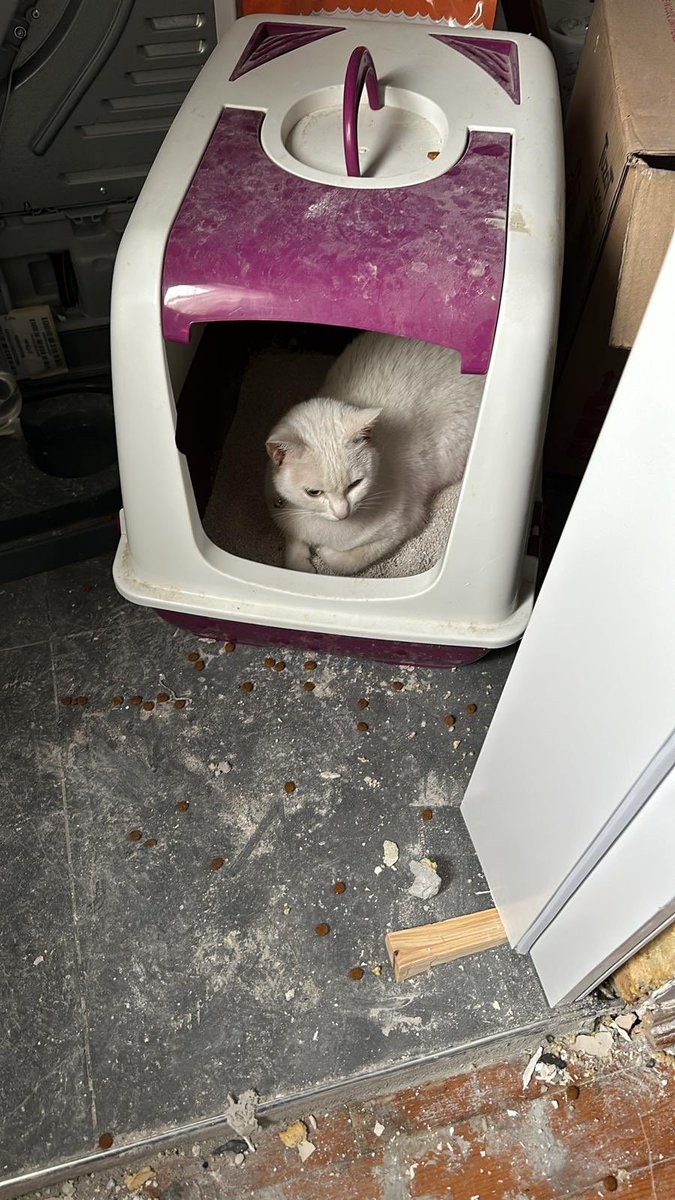 pedrocuk (@belobisakinol) on Twitter photo 