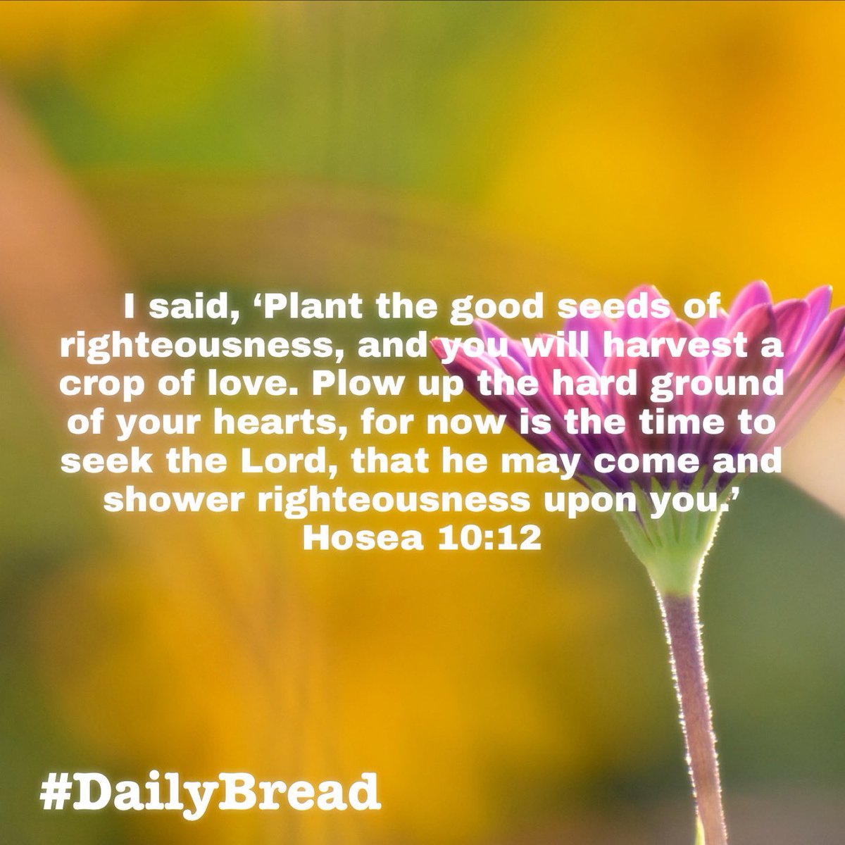 I said, 'Plant the good seeds of righteousness, & you will harvest a crop of love… Plow up the hard ground of your hearts, for now is the time to seek the Lord, that he may come & shower righteousness upon you,
#Hosea 10:12
#DailyBread #SeekTheLord #PlantGoodSeeds #SpeakLife