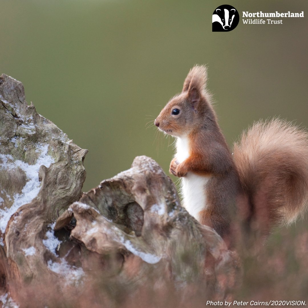 Ahead of #RedSquirrelAppreciationDay this Sunday, here's a squirrel themed #FactFriday!

Red squirrels do not hibernate, but they do keep stores of food to see them through difficult times when fresh food is not available!