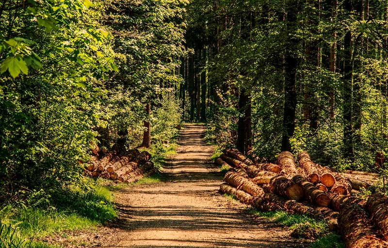 ¿Sabes qué son los baños de bosque, también conocidos como Shinrinyoku? 🌲

Los baños de bosque son una práctica ancestral japonesa que consiste en pasar tiempo en un entorno natural, prestando atención a los sentidos y a la conexión con la naturaleza.

El #Shinrinyoku se basa en