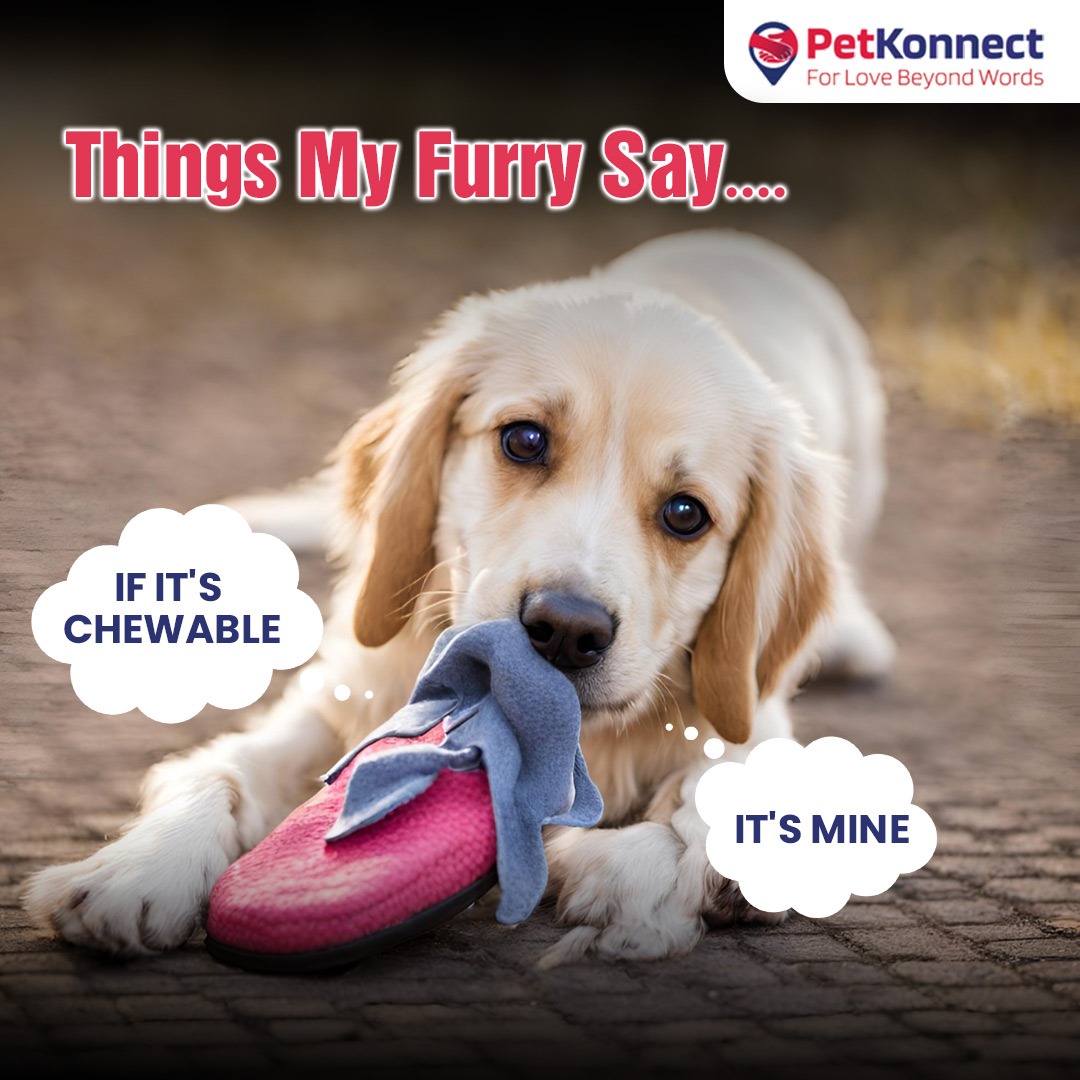PetKonnect's tweet image. Chewable treasures? 
They belong to me. Furry&apos;s motto: &apos;If it&apos;s chewable, it&apos;s mine!&apos; 

Canine wisdom on claiming all things gnaw-worthy

#doglogic #chewables #pawsession #mineallmine #canineclaims #petkonnect