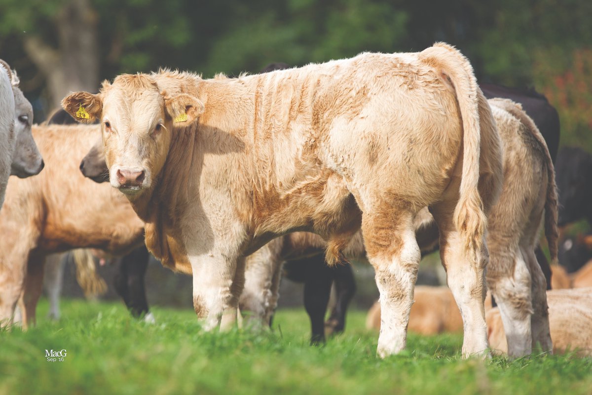 One month left until Stirling sale!

The Show will start at 2pm on Sunday 18 February, with the Sale taking place at 1:45pm on Monday 19 February.

Click “Show All Entries” on our online catalogue to view now: bit.ly/3O2xKf6