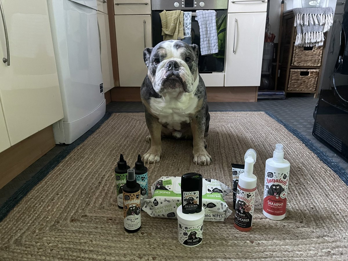 theunknownmon's tweet photo. Hoodads been at it with the cleaning stuff again. As you can tell, I canโt wait. ๐๐พ #bugalugs #dogsofx #fyp #bulldog https://t.co/7zt3fAahYi