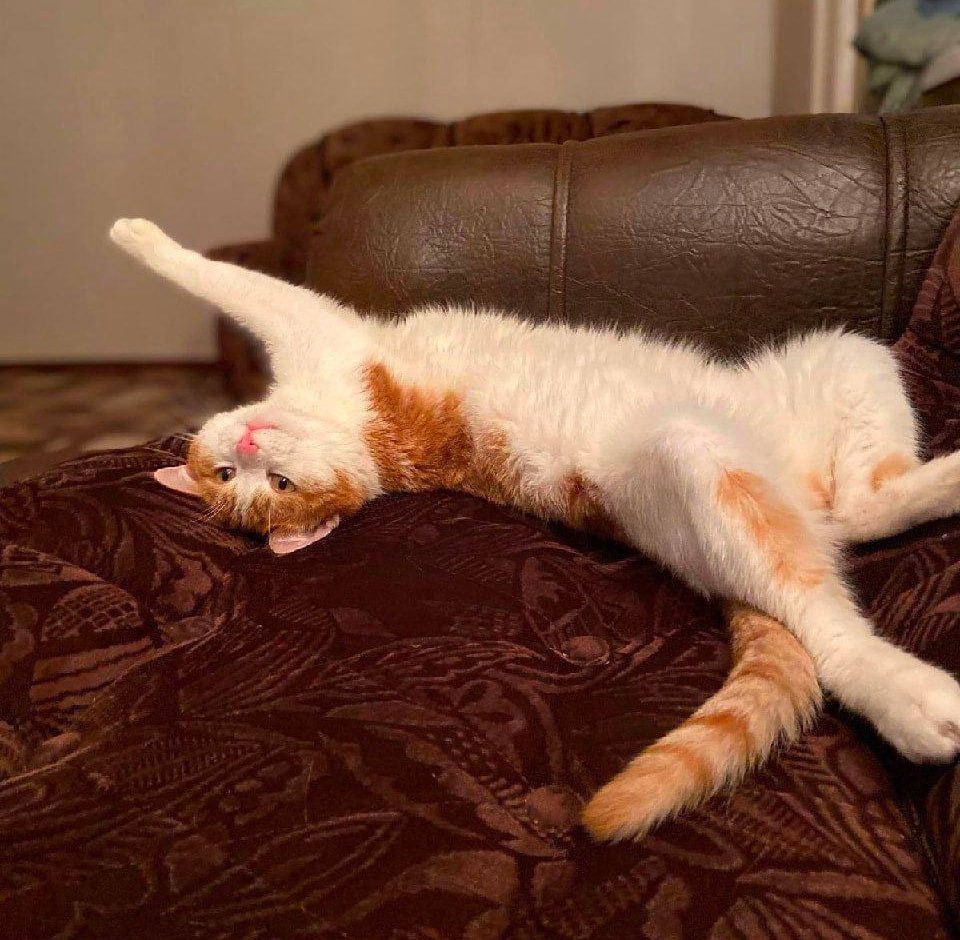 Ищем кота Твикса в городе Киров!
Связаться с волонтерами можно по номеру +7 961 569-57-66.

Если кто-то забрал верните 🥲