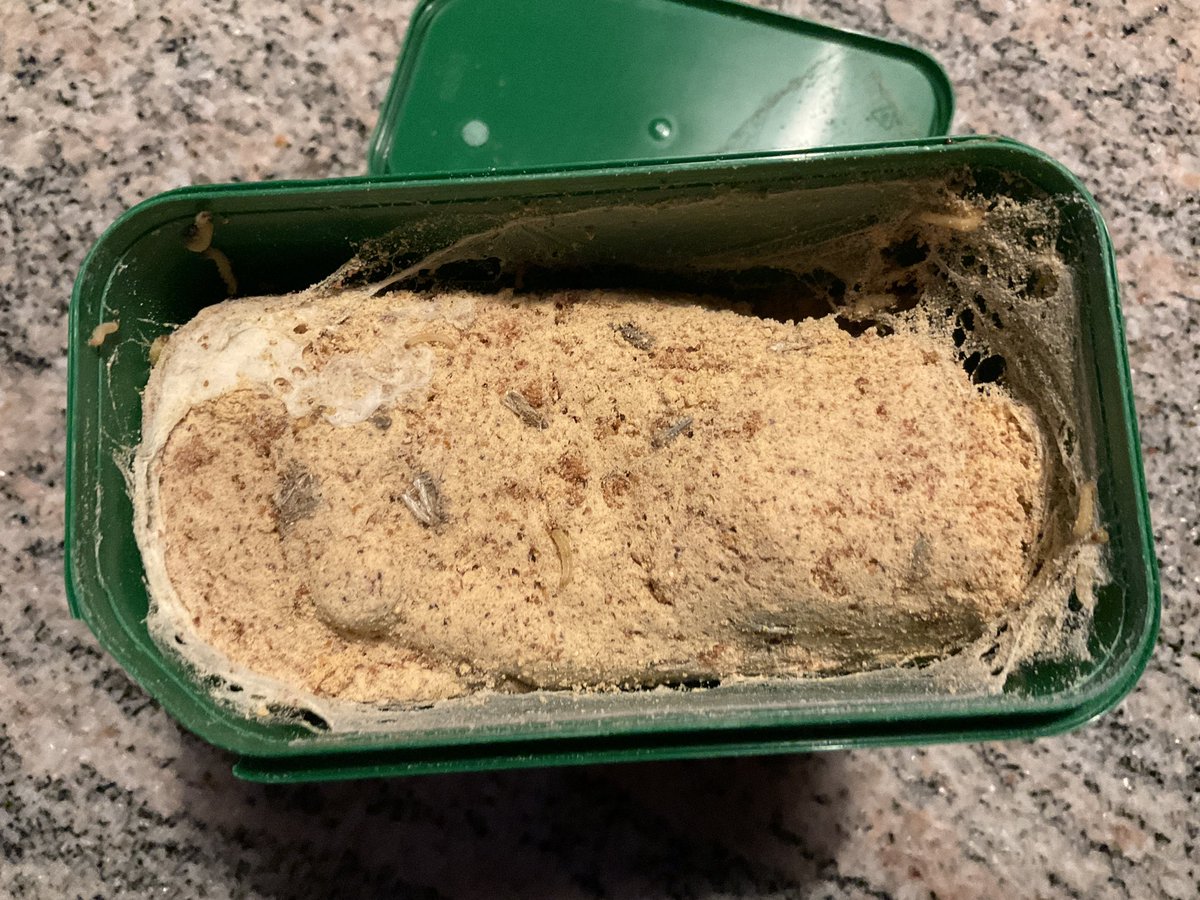 Habe heute von Knorr eine neue Dose aufgemacht
Knorr Rahmsoße schaut mal was ich direkt nach neu
Öffnung in der Dose hatte