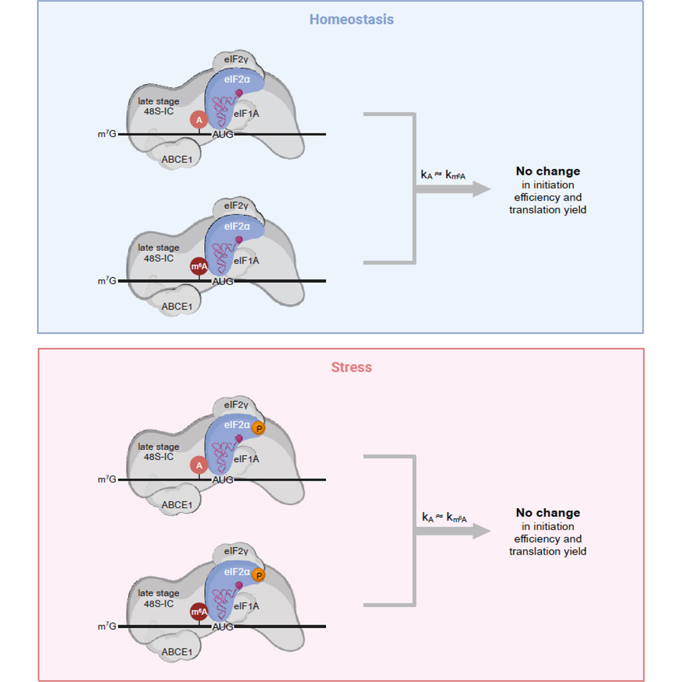 Hashemyaser4's tweet photo. Very happy to share our  collaborative work in @MolecularCell, piloted by the amazing @IgnatovaLab, we show unambiguously that N6 methyladenosine (m6A) in 5′ UTR in the close proximity of the start codon does not promote translation initiation!
https://t.co/rNu2cOff3K https://t.co/wJA0urljzP