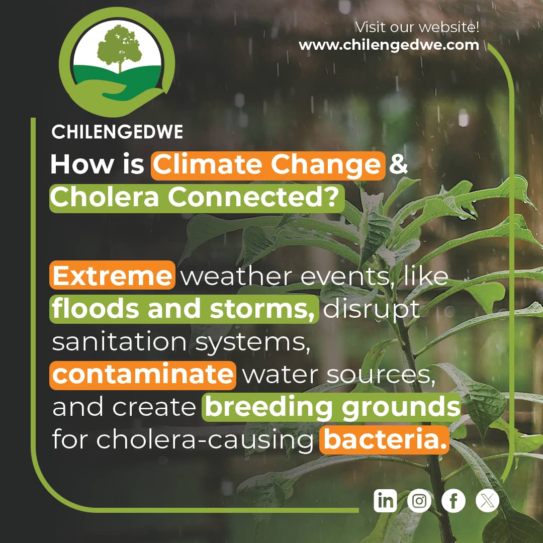 Cholera's Silent Partner 🌊
Climate change is creating the perfect storm for cholera outbreaks. ⛈️ As temperatures rise, the risk of waterborne diseases escalates. We can't turn a blind eye to this!
#Chilengedwe 
#ClimateAction #CholeraAwareness #SustainableLiving #EarthWarriors