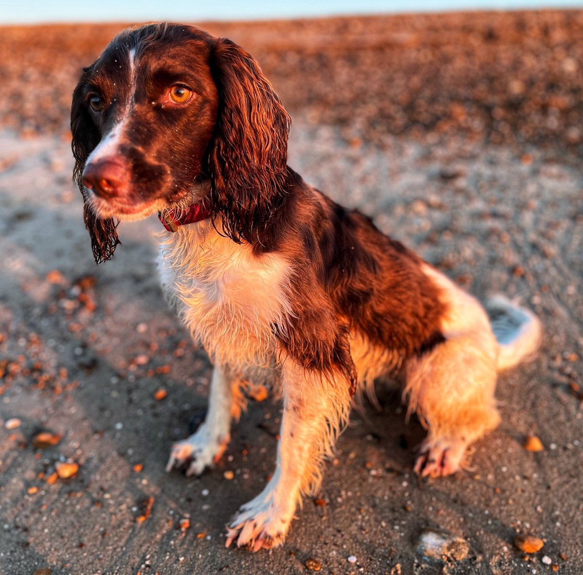 Trainee Search Dog Koda tweet media