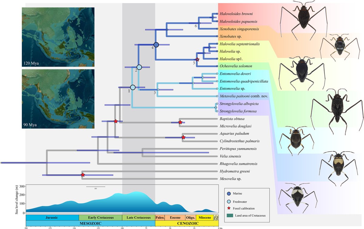 Phylogenomic reconstruction illuminates the evolutionary history of freshwater to marine transition in the subfamily #Haloveliinae (Hemiptera: Heteroptera: #Veliidae) - doi.org/10.1111/syen.1… #Phylogenomics #Diversification