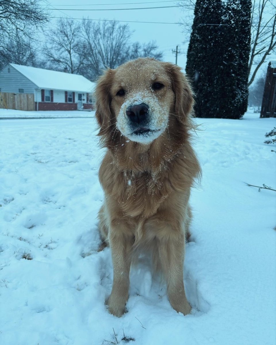 Facility_Fawn's tweet photo. Fawn loves 2-hour delays! She had time to play in the snow before excitedly greeting her students as they arrived at school. https://t.co/vaVSHyOGLL