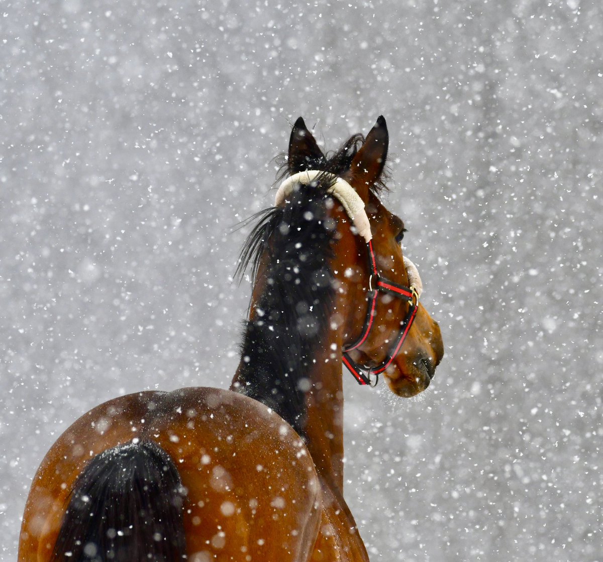 ❄️Another snow day is just another fun day for horses 😁…here’s @ladererstables tough NY competitor LADY MILAGRO enjoying the quiet of this morning’s snowfall ⛄️