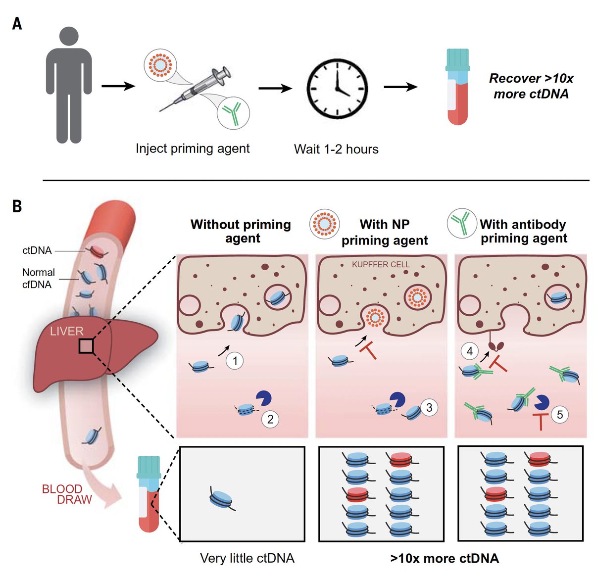 EricTopol's tweet photo. An innovation to markedly improve liquid biopsy tests with 10-fold more cell-free DNA
https://t.co/L4GM00x3or
https://t.co/pAvBUKe3br
@ScienceMagazine https://t.co/ETvvBil1fE
