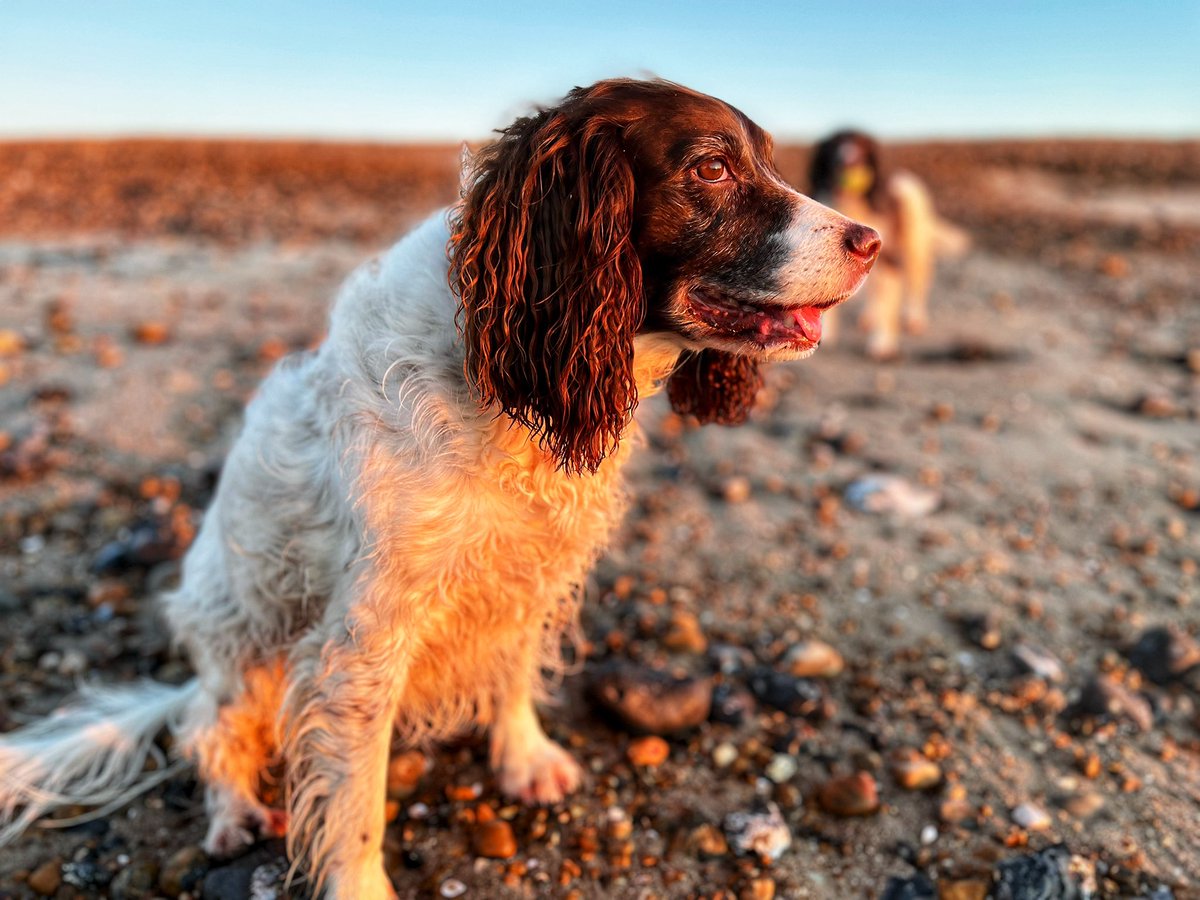 One of me at the beach this morning #sardog #sar #makingmemories