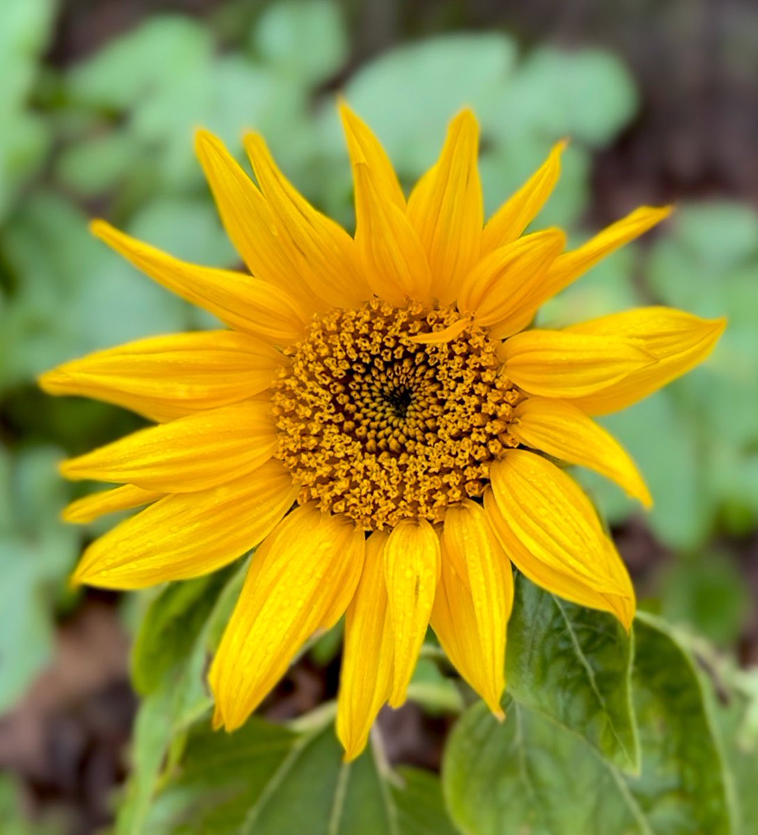 #FlowersOnFriday #sunflower in #winter