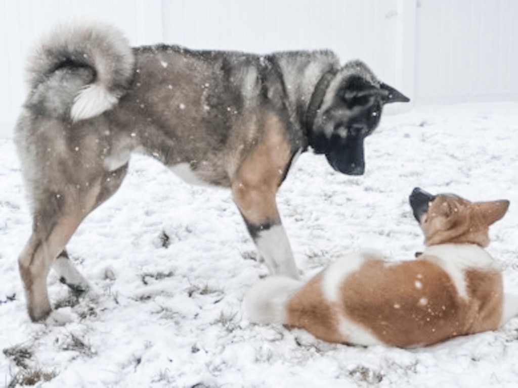 Seasons may change, but these #RoyalCaninDogs rarely do! Akitas are noble, dignified, and athletic, bringing independence and a sense of calm to their families. 📷: @wild_west_akitas