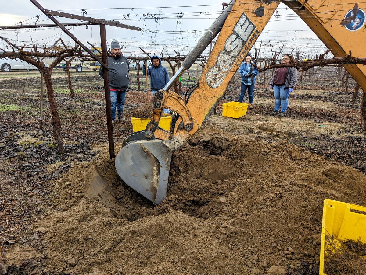 grapetweets's tweet photo. Trunk weights are easy. Roots on the other hand....#dirtyjobs #viticulture #highresvineyardnutrition #tablegrapes https://t.co/jOa6k0f2vO