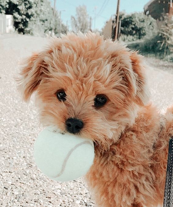 Antony.gomez tweet media