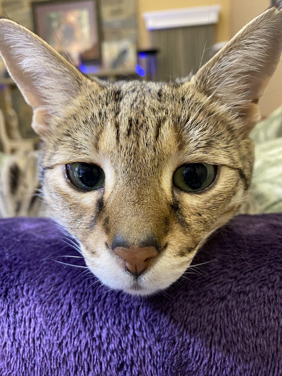 NatsRallyCats 🐝🐾⚾️🐾🐝 tweet media