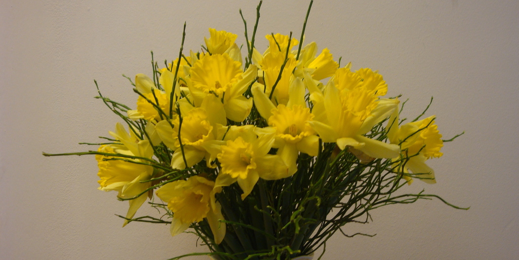 HeikeVoss's tweet photo. Die ersten #Osterglocken sind im Handel zu erhalten und sollten ruhig mehrmals bis #Ostern gekauft werden. Im Video erkläre ich euch worauf ihr beim Kauf und Transport zu achten habt und wie ihr diesen Frühjahresstrauß richtig bindet und präsentiert.
https://t.co/iFE0yE4nbf https://t.co/CHteIXpTCf