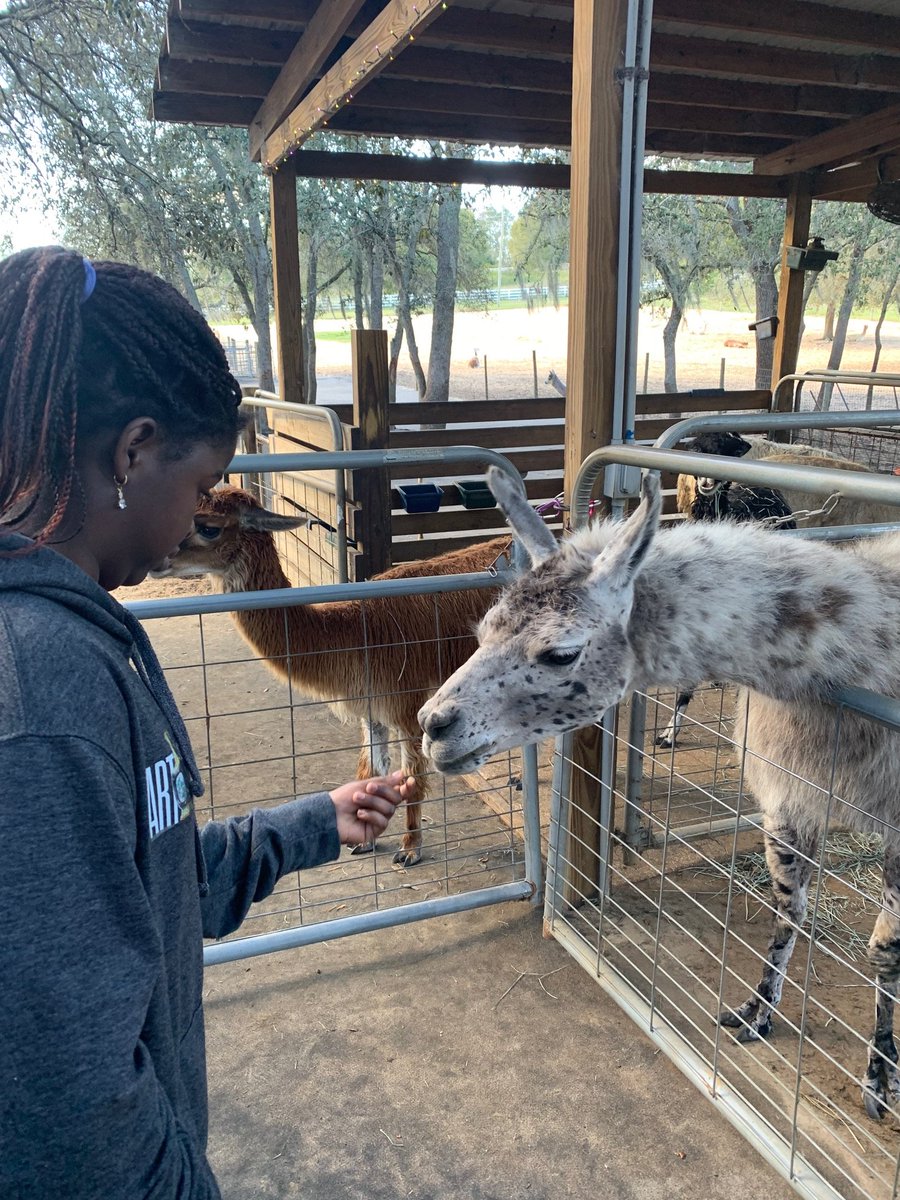 The Dream Factory tweet media