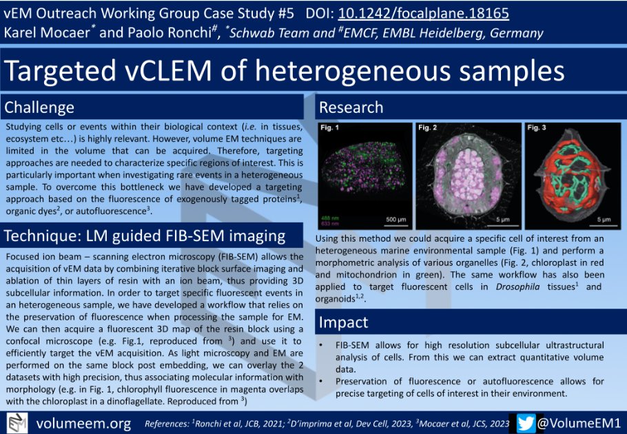Did you know that vEM can be used to study and visualize cells in 3D in an heterogeneous sample? .Find more information in our vEM Case Study titled “Targeted vCLEM of heterogeneous samples” by Karel Mocaer (Schwab Team) and Paolo Ronchi (EMBL) doi.org/10.1242/focalp…